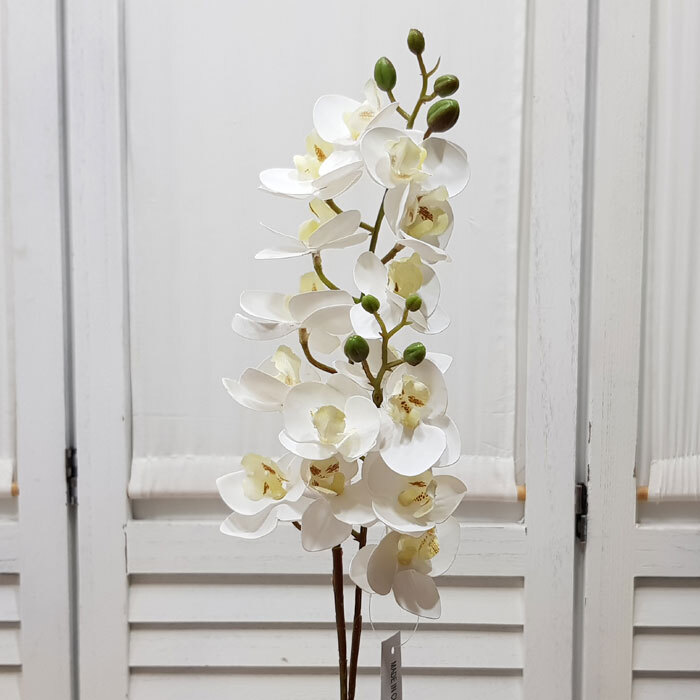 호접란(중)-크림