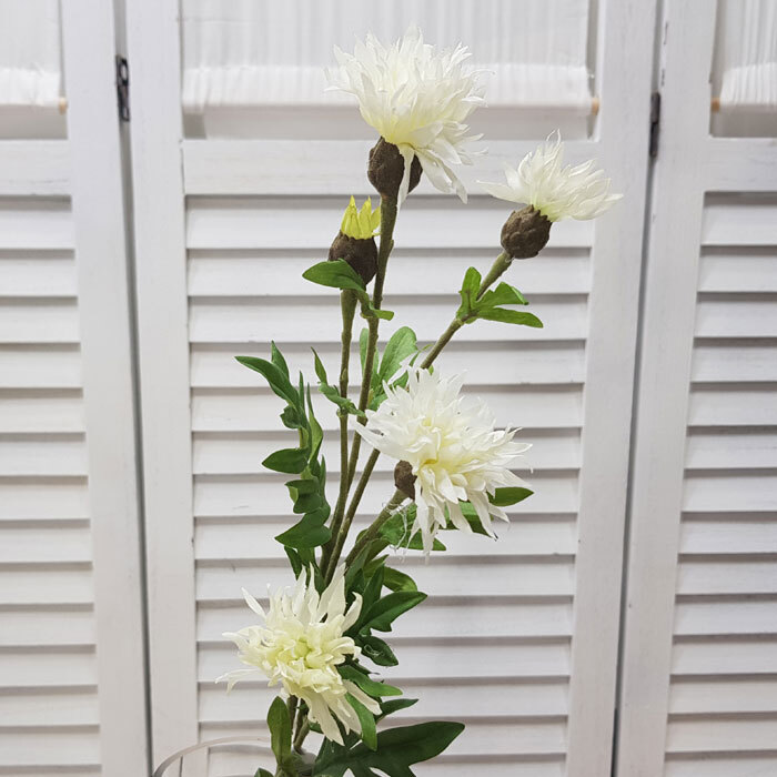 센토레아가지-화이트