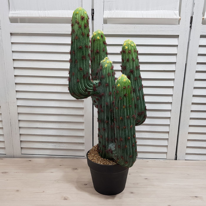 카르돈선인장