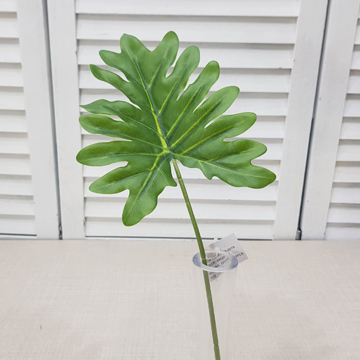 필로덴드론가지(5개)