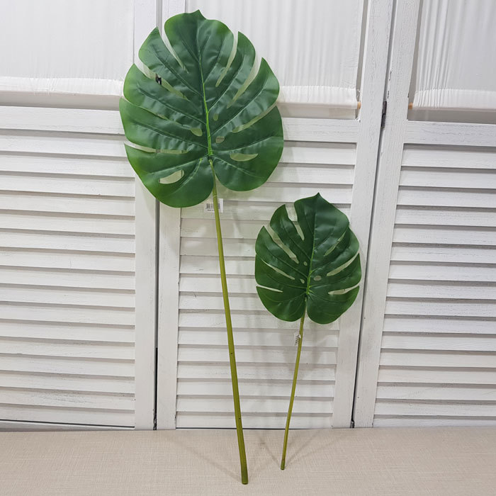 몬스테라-51Cm or 82Cm