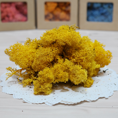 스칸디아모스-yellow(500g)