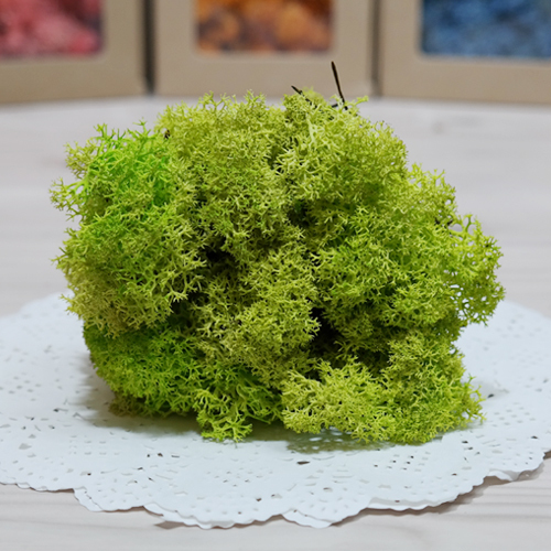 스칸디아모스-spring green(500g)