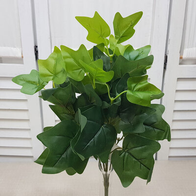 아이비부쉬(대)	