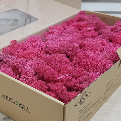 스칸디아모스-씨클라멘(500g)